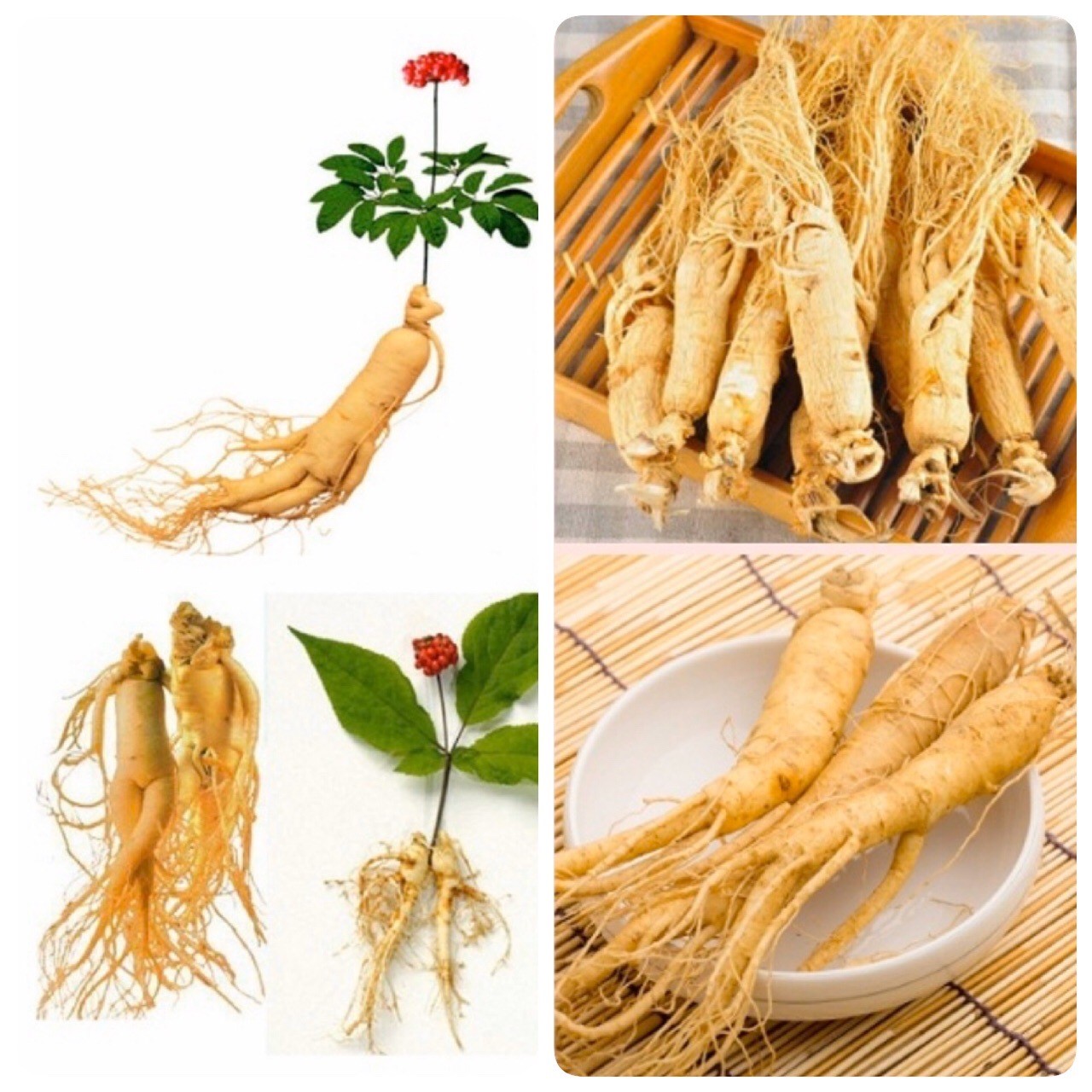 Ginseng : One of most valuable herbs for health and beauty