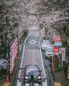 Japan Tourism industry achieved a Great Success during the first cherry blossom season after COVID-19