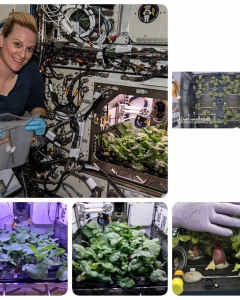 NASA harvests fresh radishes grown in space for the 1st time.