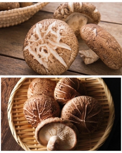 Shiitake mushroom: AntiCancer Power Herb and Japanese longevity secret